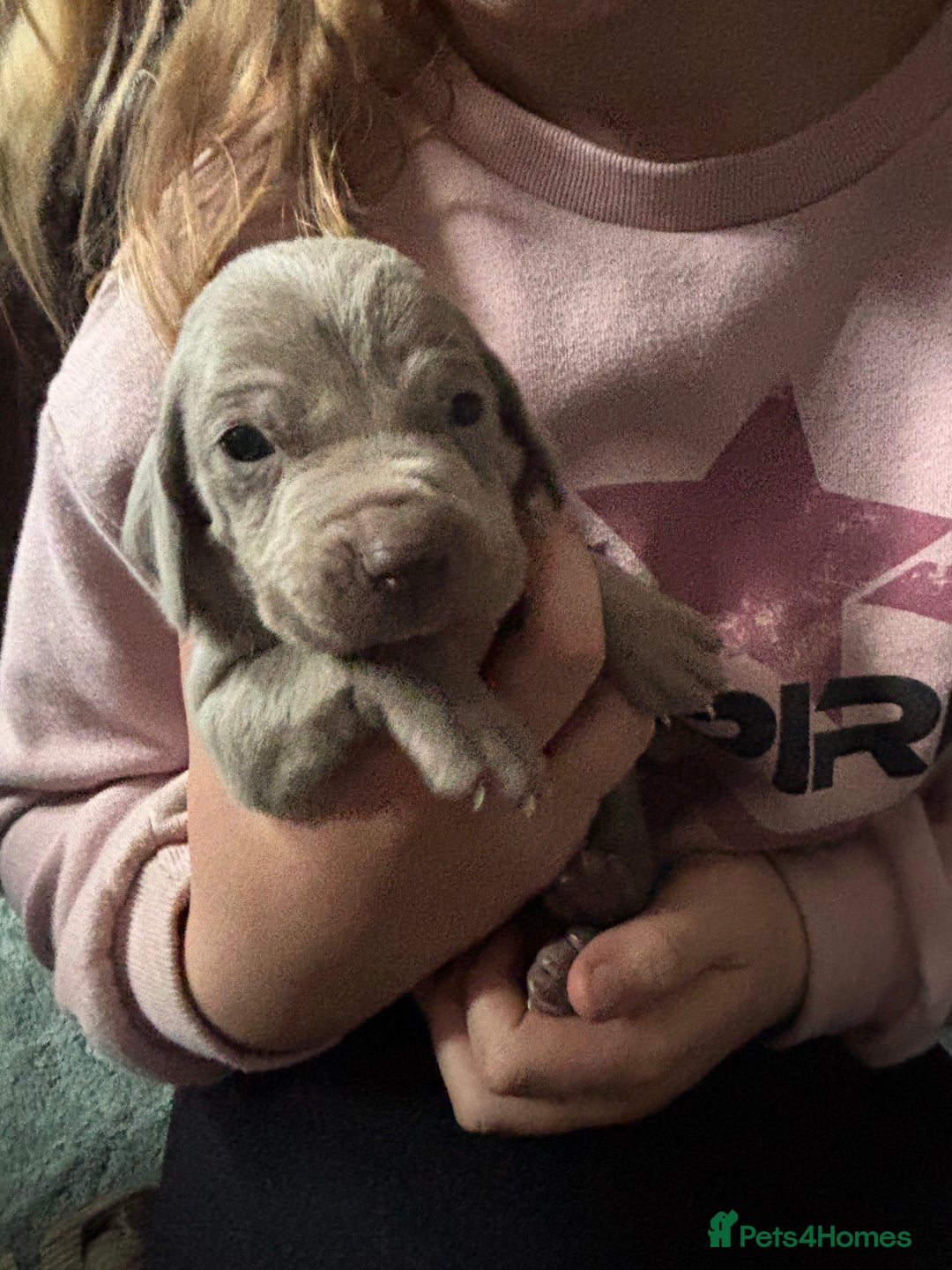 Mixed Breed dogs for sale: Weimardoodle - Image 6