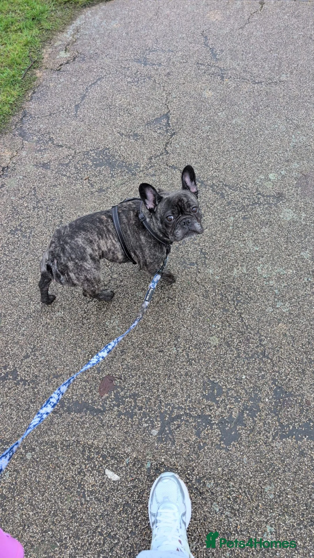 French Bulldog dogs for sale: Female KC French Bulldog - 5yrs Old in Stockton-on-Tees - Advert 5