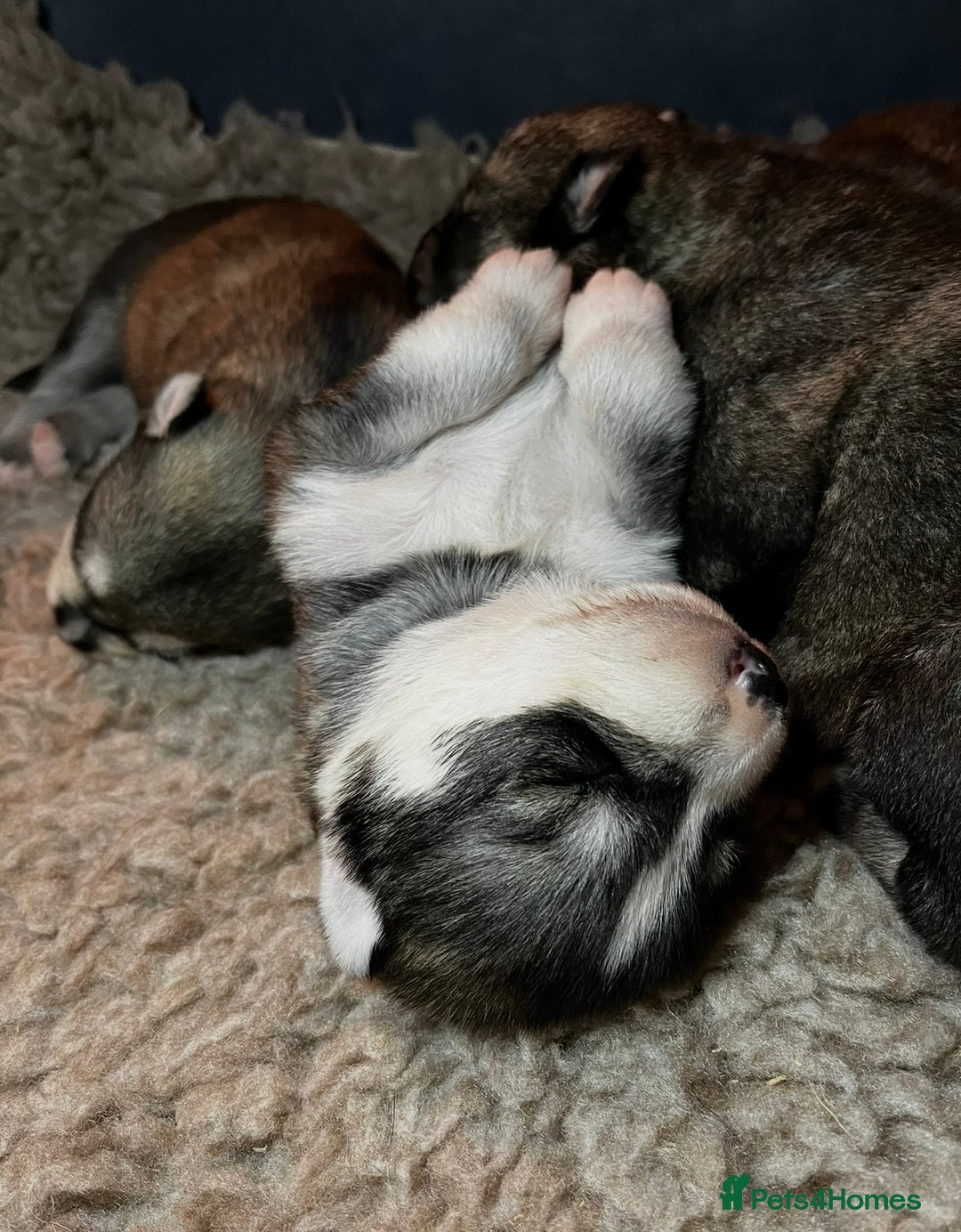 Siberian Husky dogs for sale: Stunning Husky Puppies - Advert 16