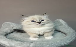 Ragdoll cats for sale: Registered Ragdolls kittens for sale - Image 17