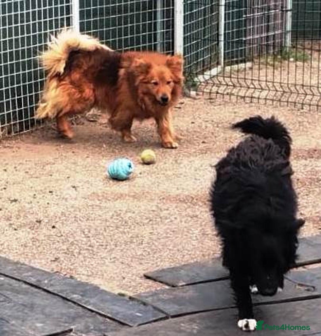 Mixed Breed dogs for adoption: MONTY & DAISY an example of Resilience &Friendship - Image 17