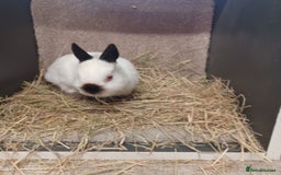 Netherland Dwarf rabbits for sale: Netherland Dwarfs babies- bucks a doe   - Image 7