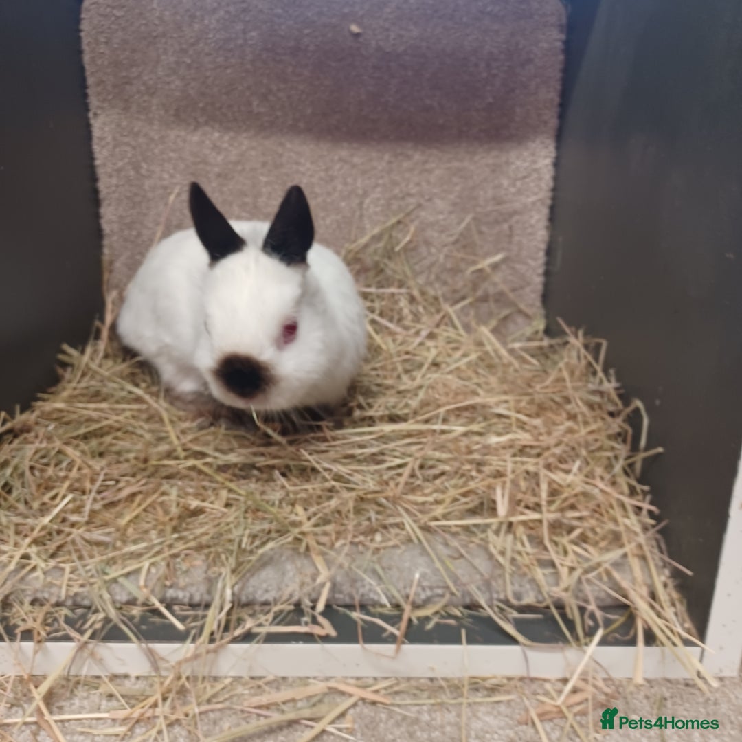 Netherland Dwarf rabbits for sale: Netherland Dwarfs babies- bucks a doe   - Image 7