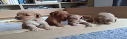Mixed Breed dogs for sale: Beautiful Golden Cavadoodle Puppies for Sale. - Advert 1