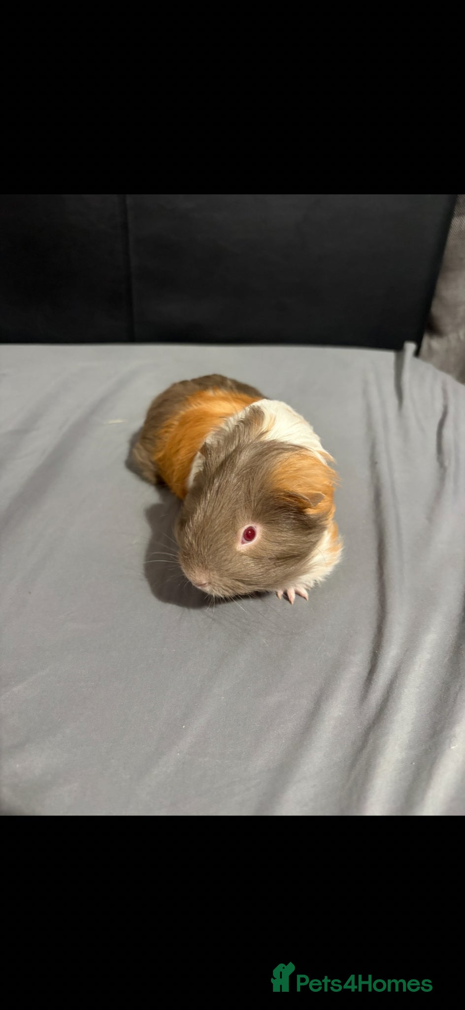 Guinea Pig rodents Baby boars - Advert 17