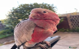 Cockatoo birds for sale: Baby Galah Cockatoo for Sale -  Sweet & Social - Image 5