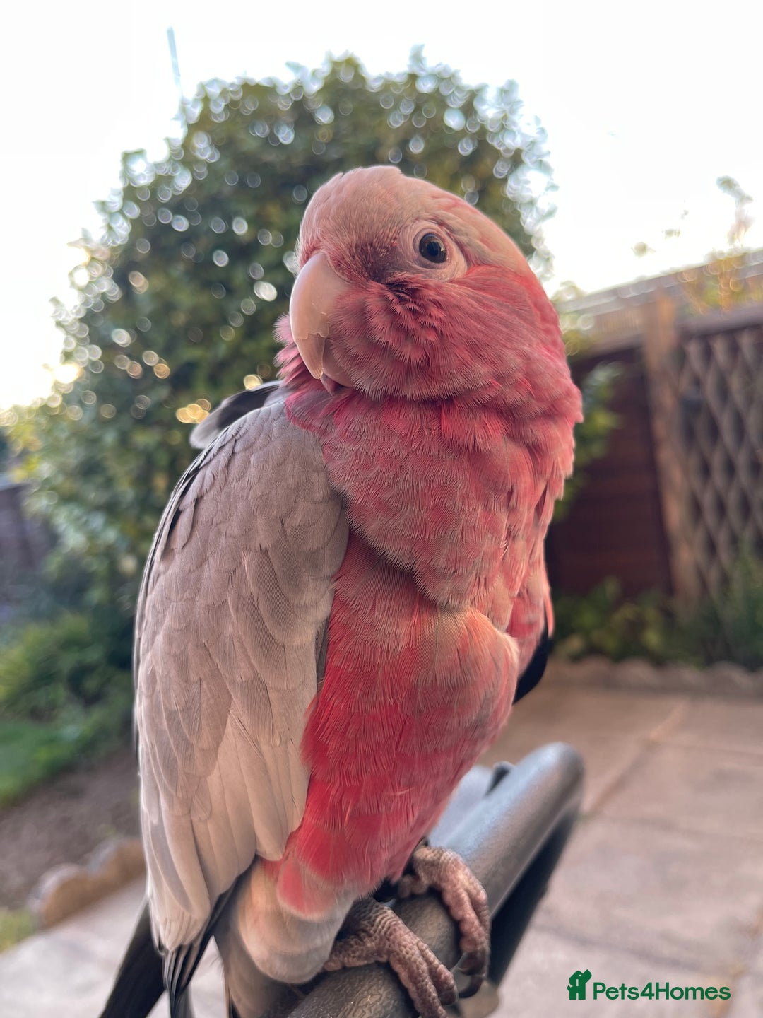 Cockatoo birds for sale: Baby Galah Cockatoo for Sale -  Sweet & Social - Image 5