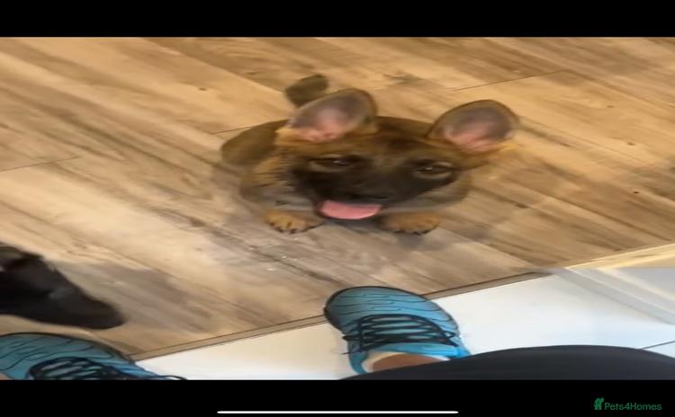 German Shepherd dogs - Advert 8