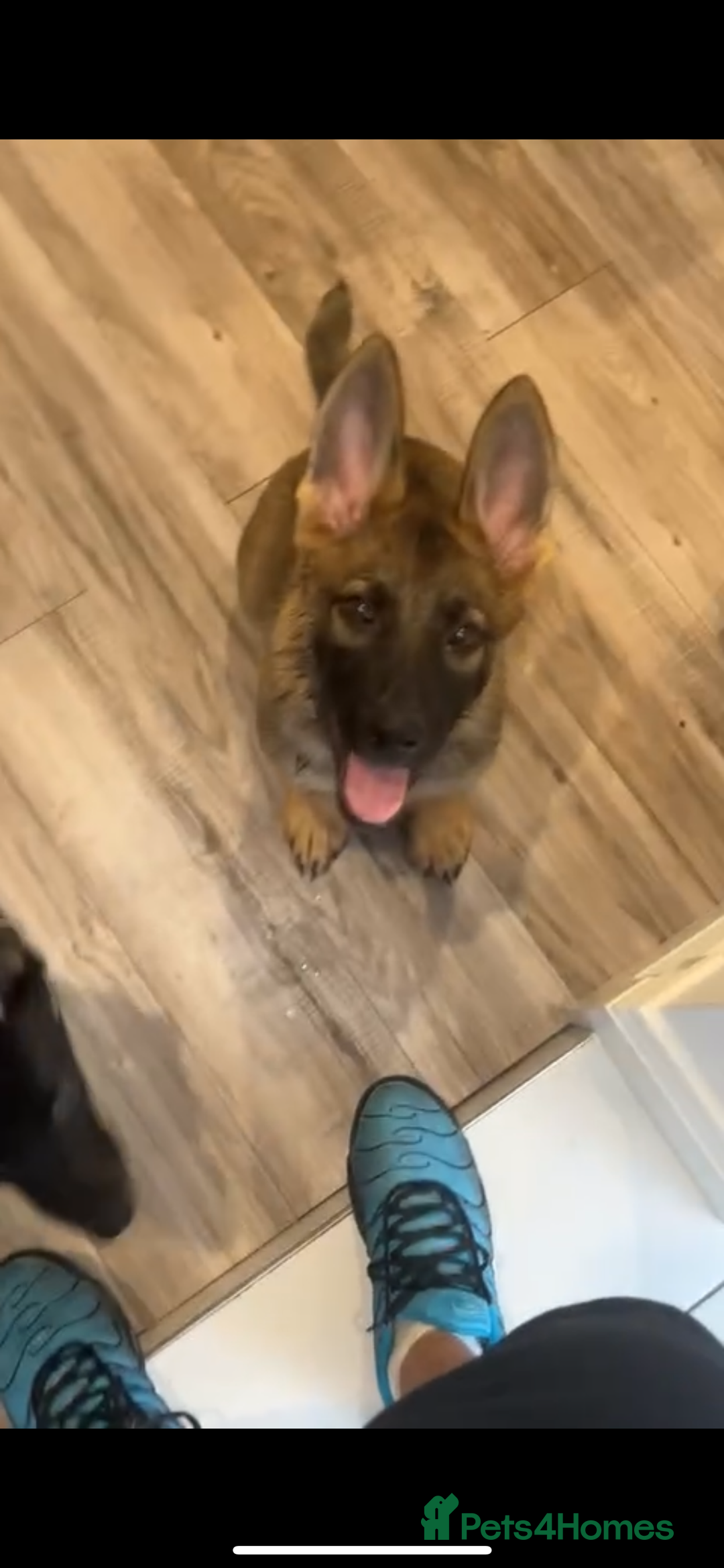 German Shepherd dogs for sale: Nala- Female German shepherd - Image 2