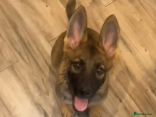 German Shepherd dogs - Advert 24