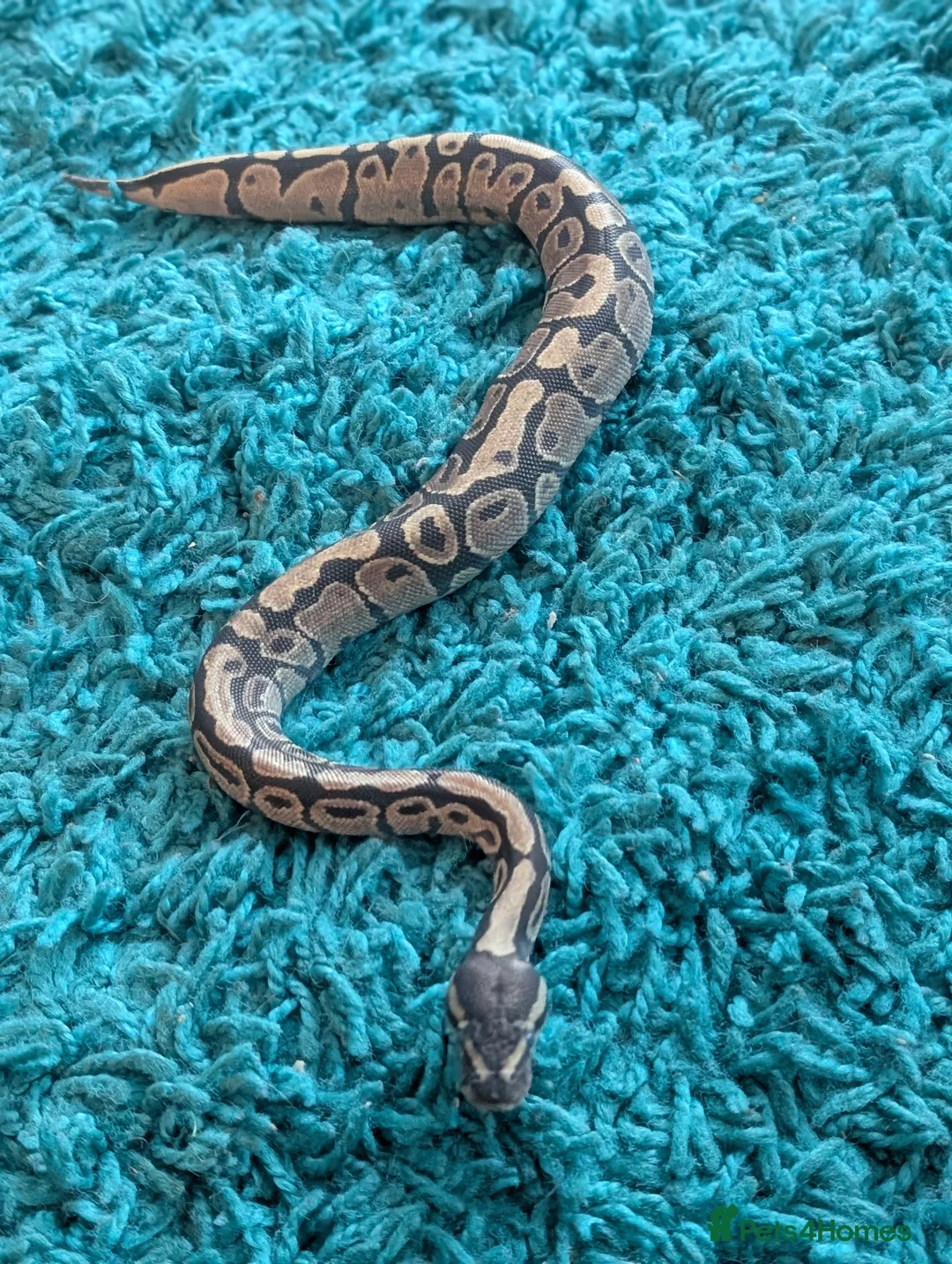Snake reptiles for sale: 🐍 Ball Python Hatchlings – Stunning (only 3 left) - Advert 8