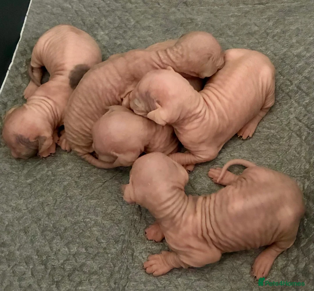 Sphynx cats for sale: Beautiful sphinx kittens  in Torquay - Advert 1