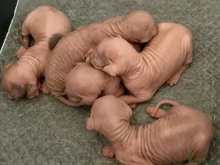Sphynx cats Beautiful sphinx kittens - Advert 1