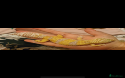 Leopard Gecko reptiles for sale: Leopard gecko with full setup  - Image 1