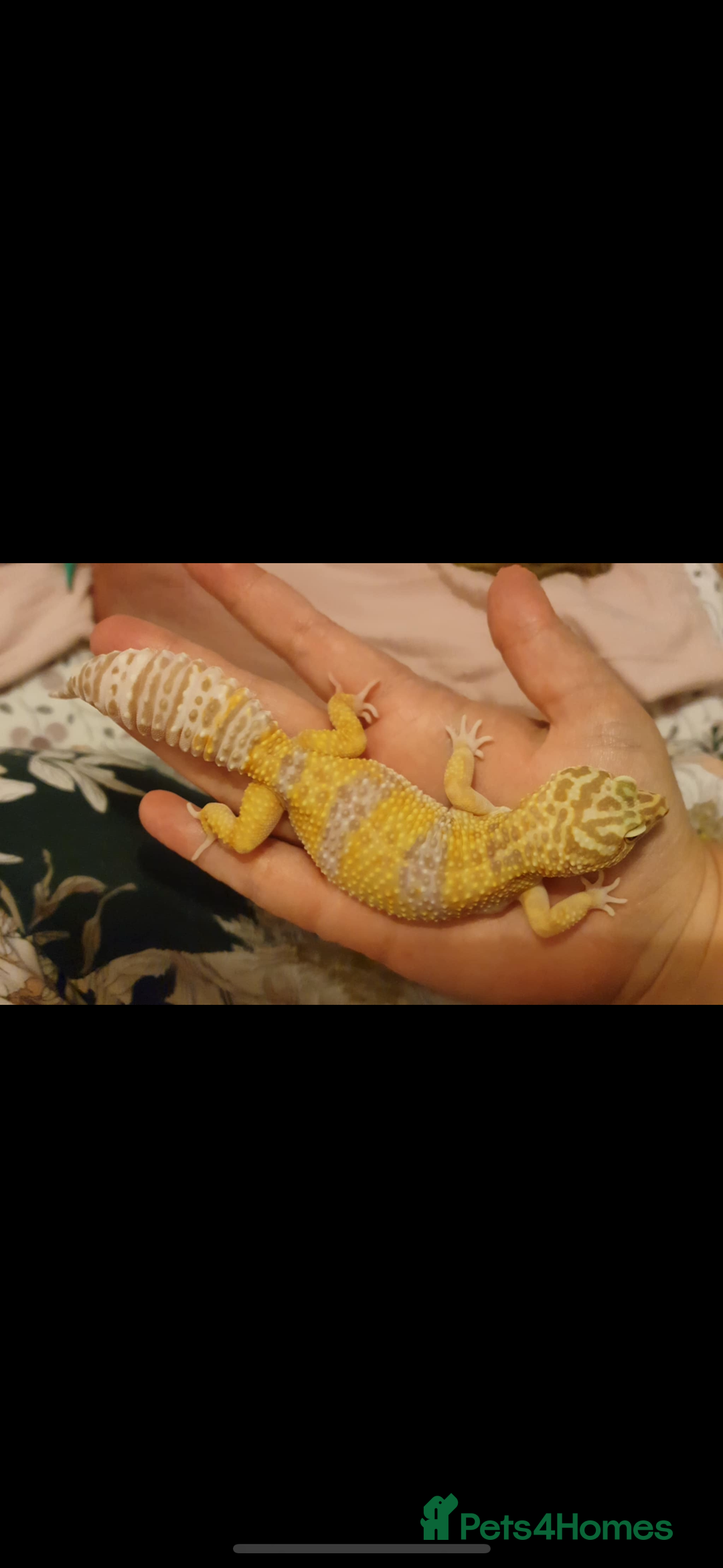 Leopard Gecko reptiles for sale: Leopard gecko with full setup  - Image 1