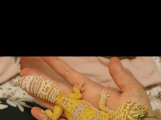 Leopard Gecko reptiles - Advert 23