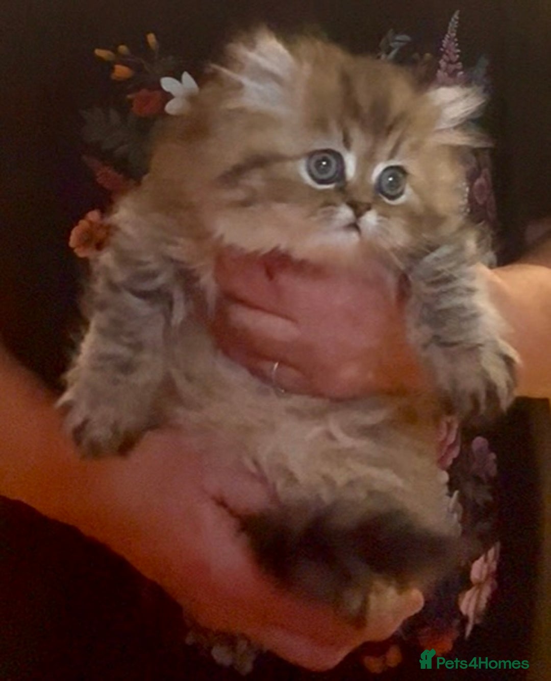 Persian cats for sale: Golden chinchilla persian male  - Advert 5