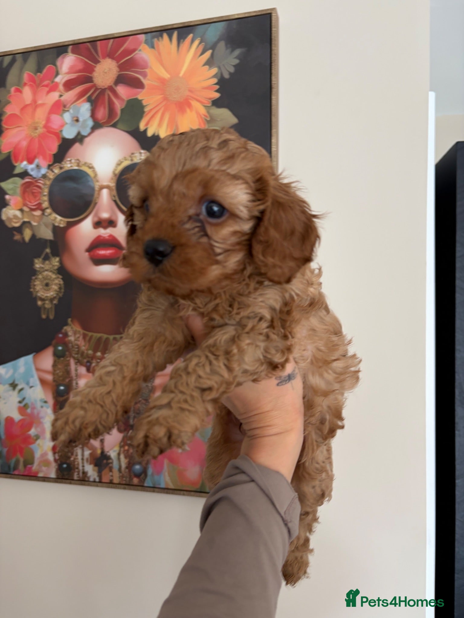 Cavapoo dogs Dark red F1 cavapoo pups  - Advert 6