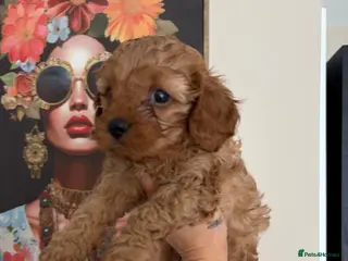 Cavapoo dogs Dark red F1 cavapoo pups - Advert 6