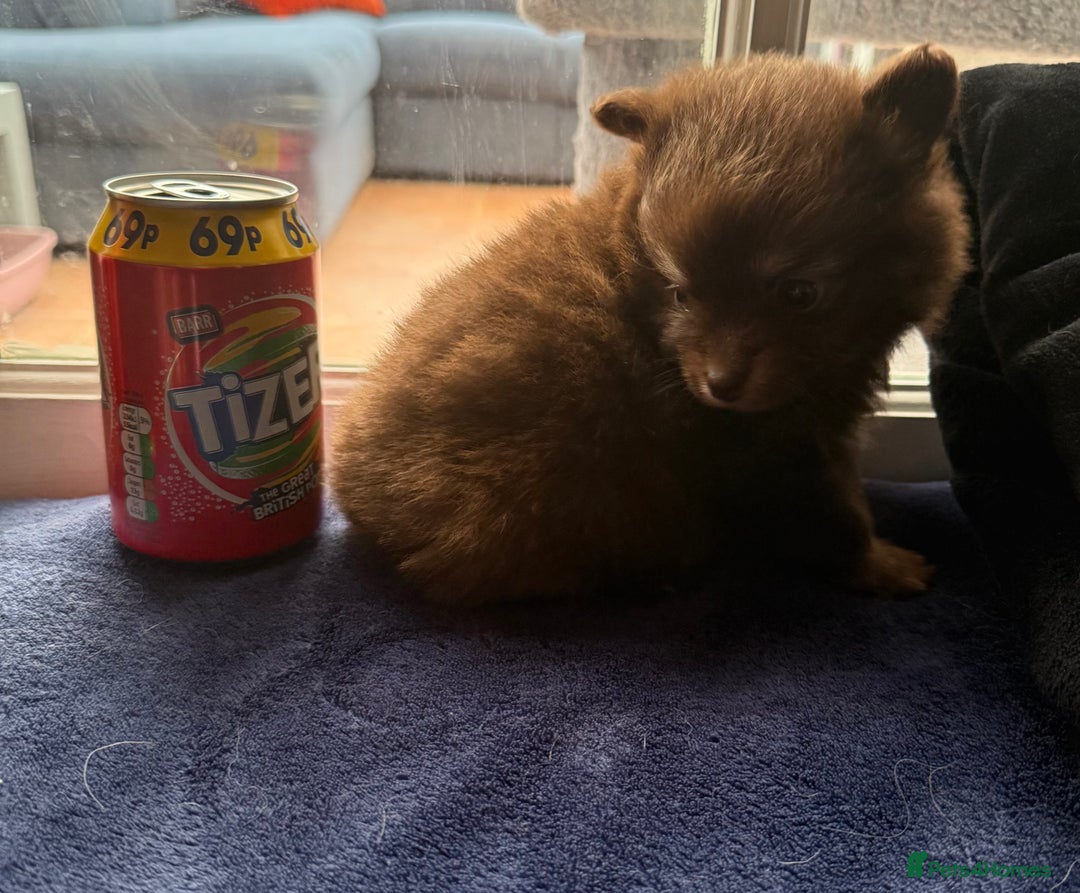 Pomchi dogs for sale: Stunning toysize little loving girl - Image 12