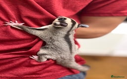 Sugar Glider rodents for sale:  2 Female Sugar Gliders – 5 Months Old (Tame) - Image 21