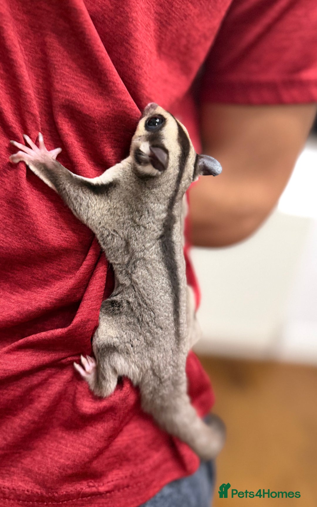 Sugar Glider rodents for sale:  2 Female Sugar Gliders – 5 Months Old (Tame) - Image 21