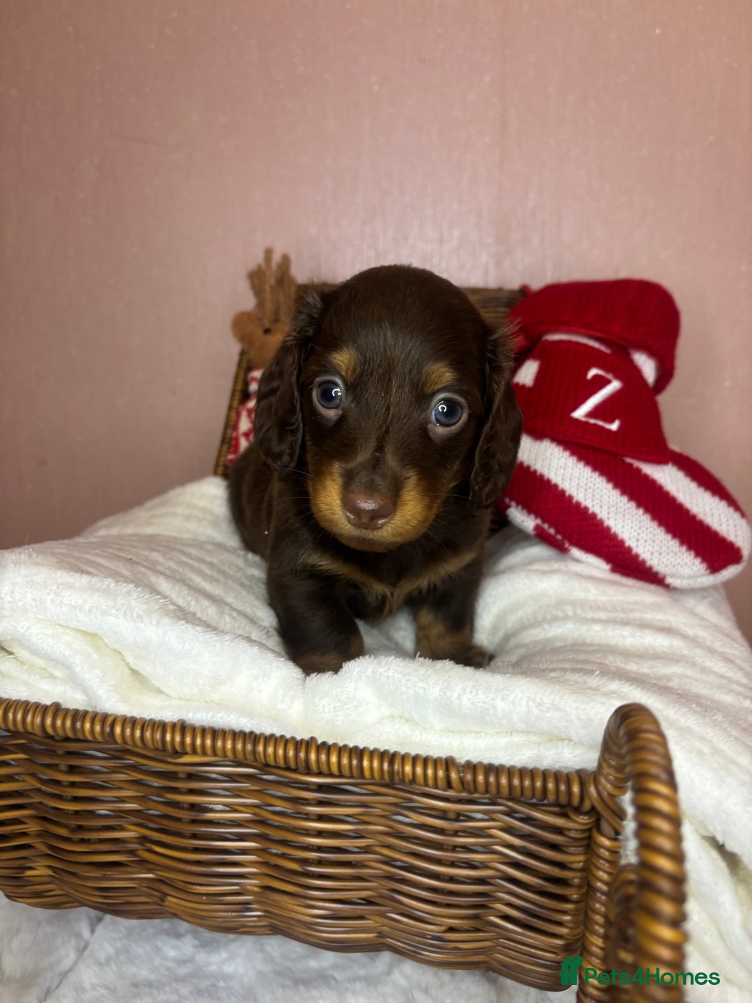 Miniature Dachshund dogs for sale: Champion Longhaired Miniature Dachshund Puppies - Advert 23