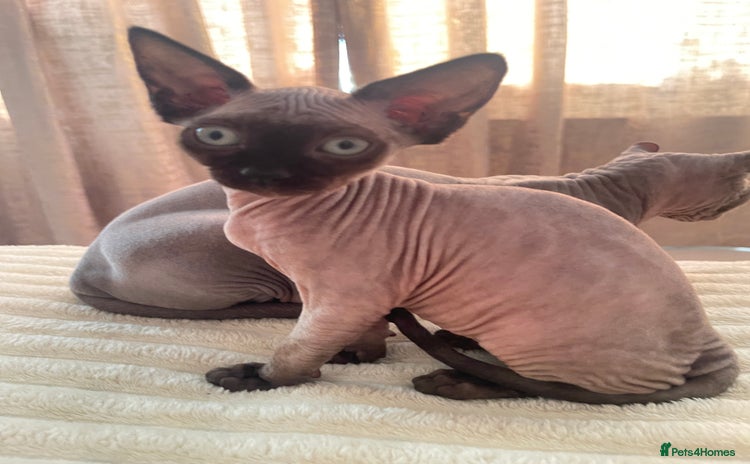 Sphynx cats - Advert 1
