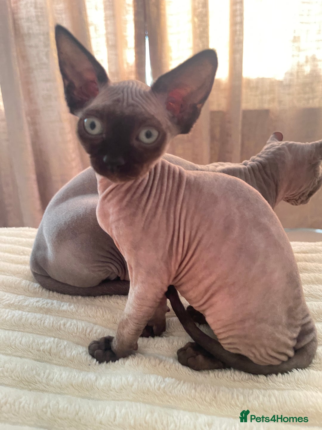 Sphynx cats for sale: Little star sphynx - Image 1