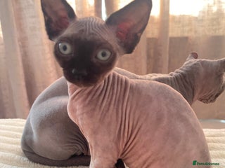 Sphynx cats - Advert 10