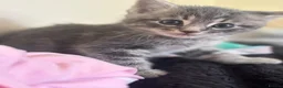 Mixed Breed cats for sale: Grey boy - Advert 9