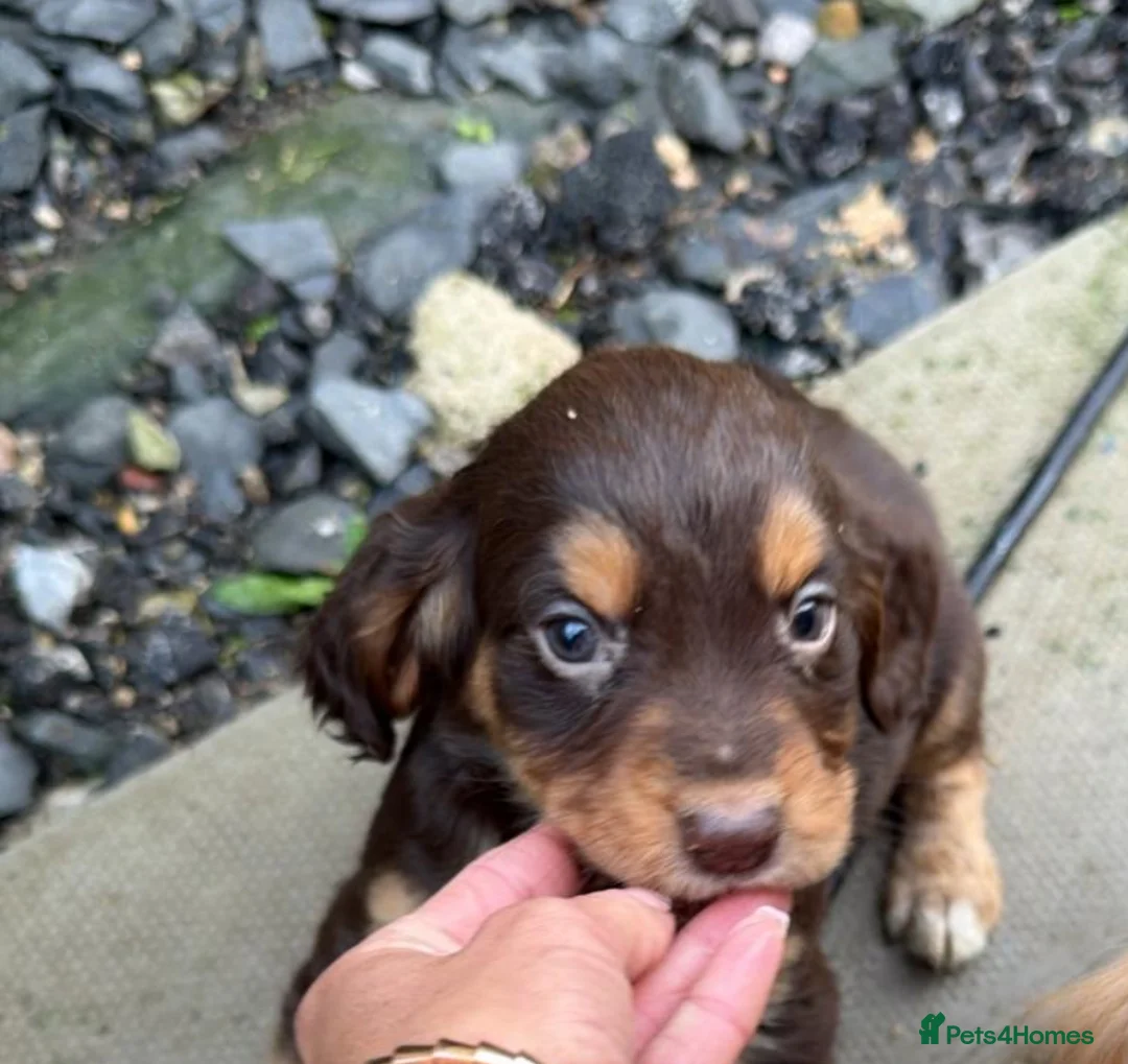 Cocker Spaniel dogs for sale: 6 month old male cocker spaniel - Advert 1