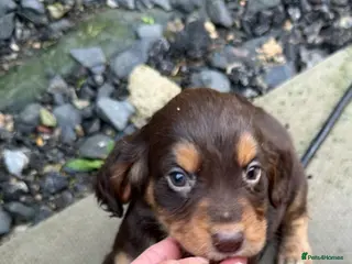 Cocker Spaniel dogs 6 month old male cocker spaniel - Advert 13