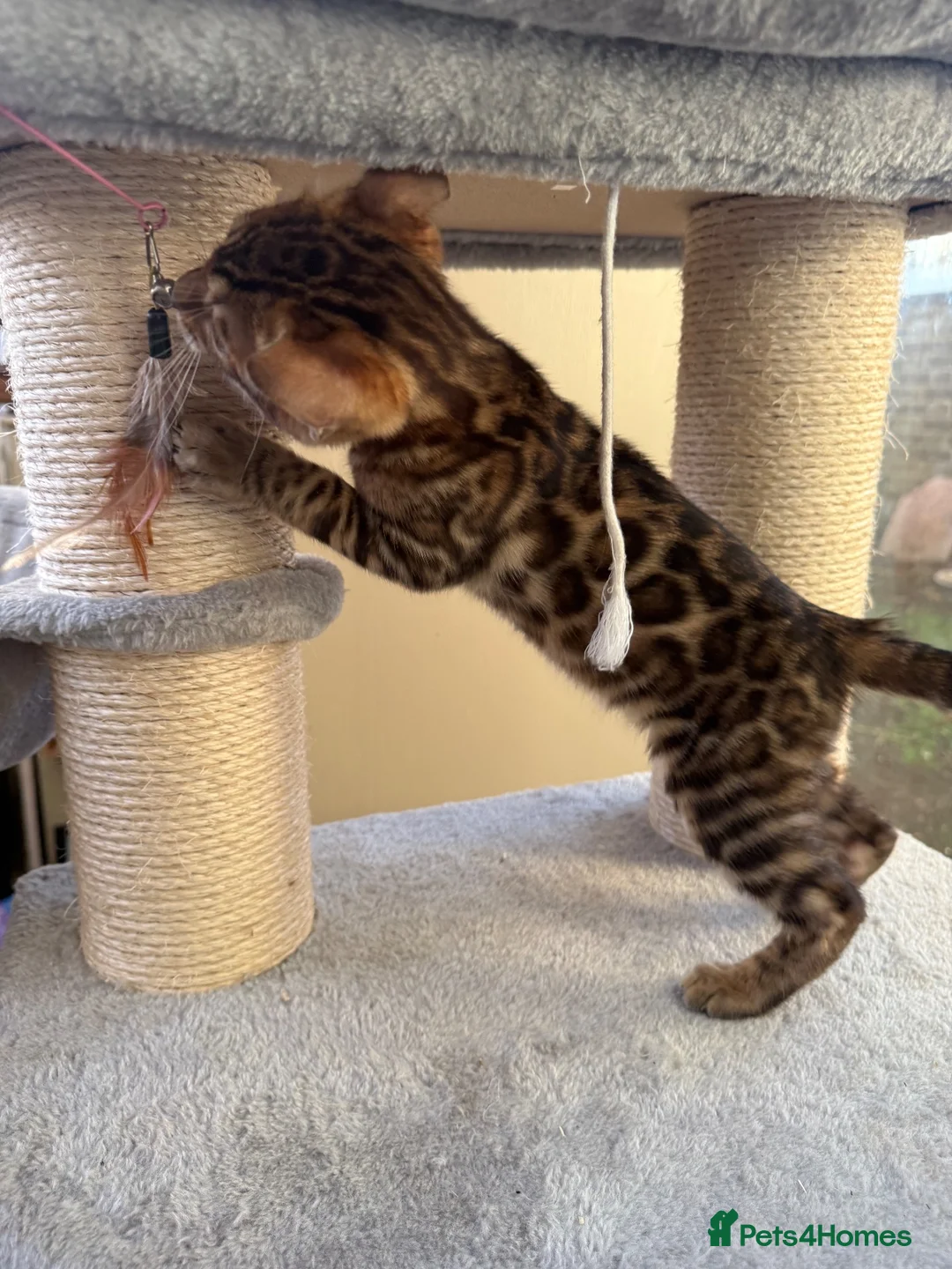 Bengal cats for sale: TICA 🔥 Pedigree health tested 🐾 Bengal Kittens  - Advert 35