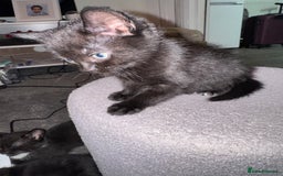 Mixed Breed cats for sale: 🐾 Beautiful Black & Tuxedo Kittens - Advert 4