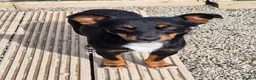 Mixed Breed dogs for adoption: Cleo - In Ayr Looking for a Home - Advert 6