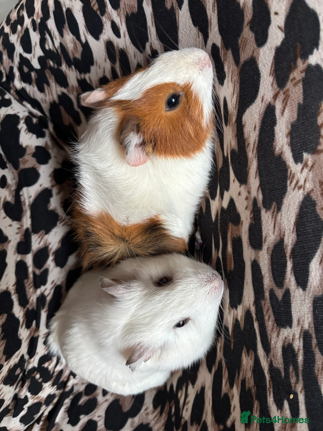 Guinea Pig rodents for sale: 2 female Guinea pigs in Lincoln - Advert 2