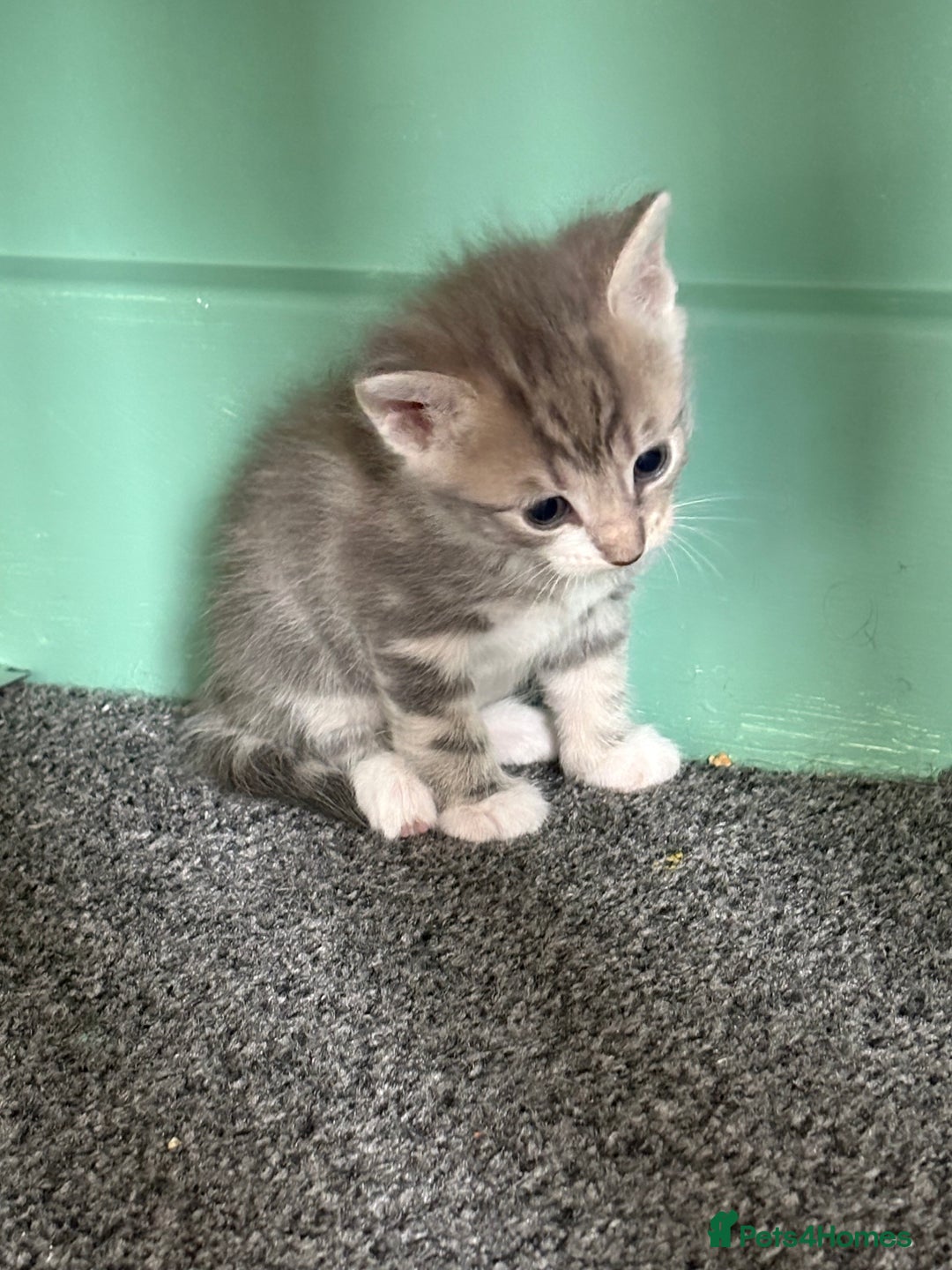 Mixed Breed cats for sale: 2 female grey tabby kittens  - Image 1