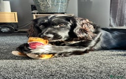 Mixed Breed dogs for sale: Sprocker spaniel cross female - Advert 2