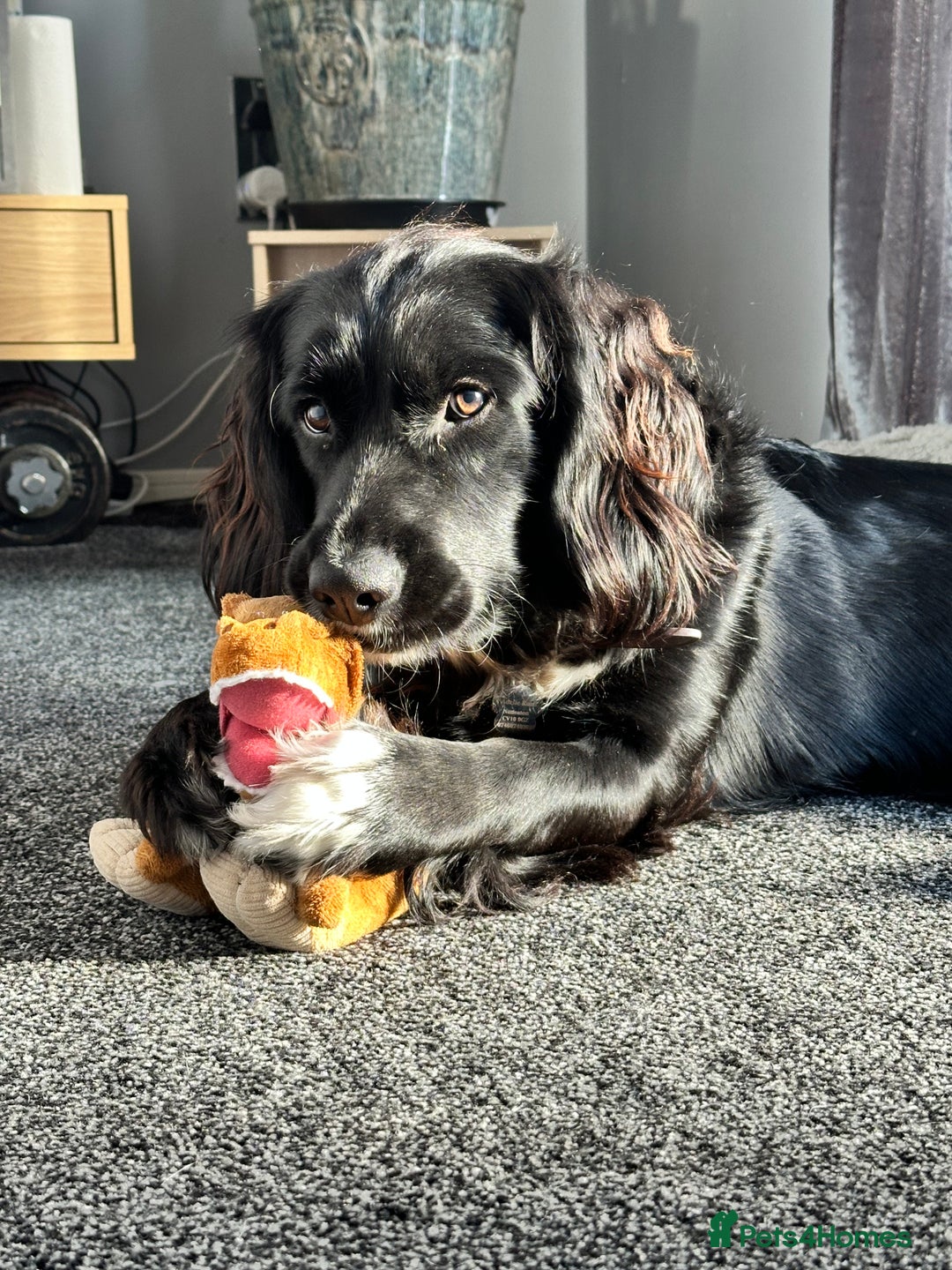 Mixed Breed dogs for sale: Sprocker spaniel cross female - Advert 2