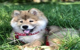 Siberian Husky dogs for sale: Beautiful Chowski puppies  - Image 33