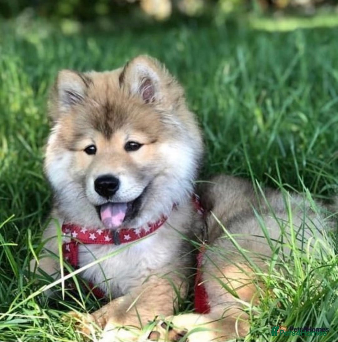 Siberian Husky dogs for sale: Beautiful Chowski puppies  - Image 33
