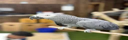 Parakeets birds for sale: African grey tamed and talk - Advert 3