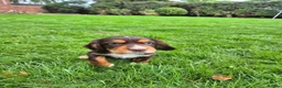 Cocker Spaniel dogs for sale: Kc working cockers health tested parents  - Advert 4