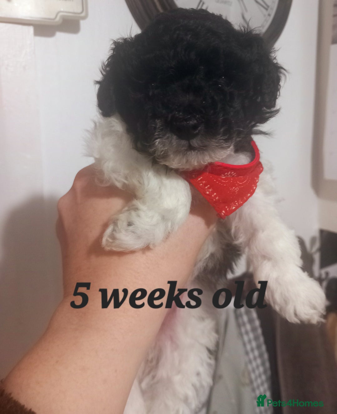 Toy Poodle dogs for sale: **1 PARTI BOY AVAILABLE**READY 21st DECEMBER** - Advert 13
