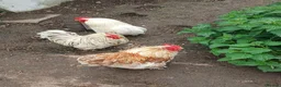 Chickens poultry for sale: Female pekin bantam  - Advert 3