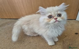 Persian cats for sale: Adorable Female Chinchilla Persian - ready now - Image 30