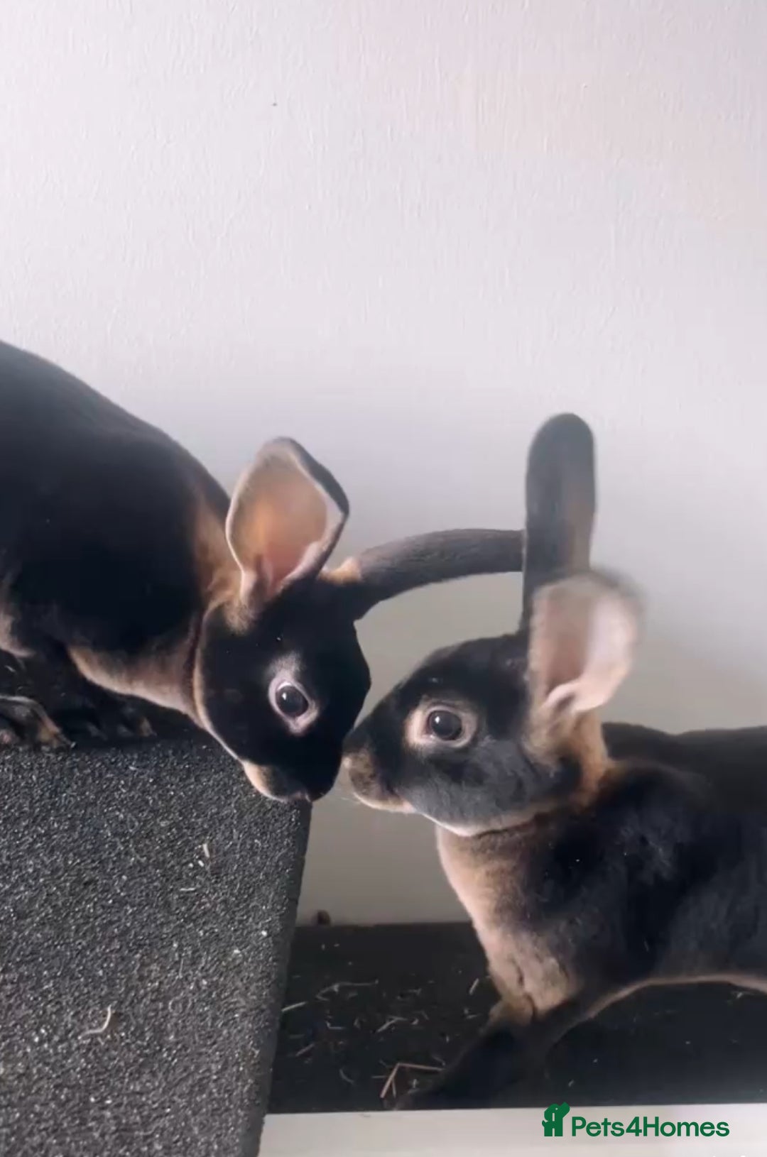 Rex rabbits for sale: Last Rex baby Bunny’s looking for loving homes  - Image 1