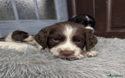 English Springer Spaniel dogs for sale: Beautiful  - Image 9