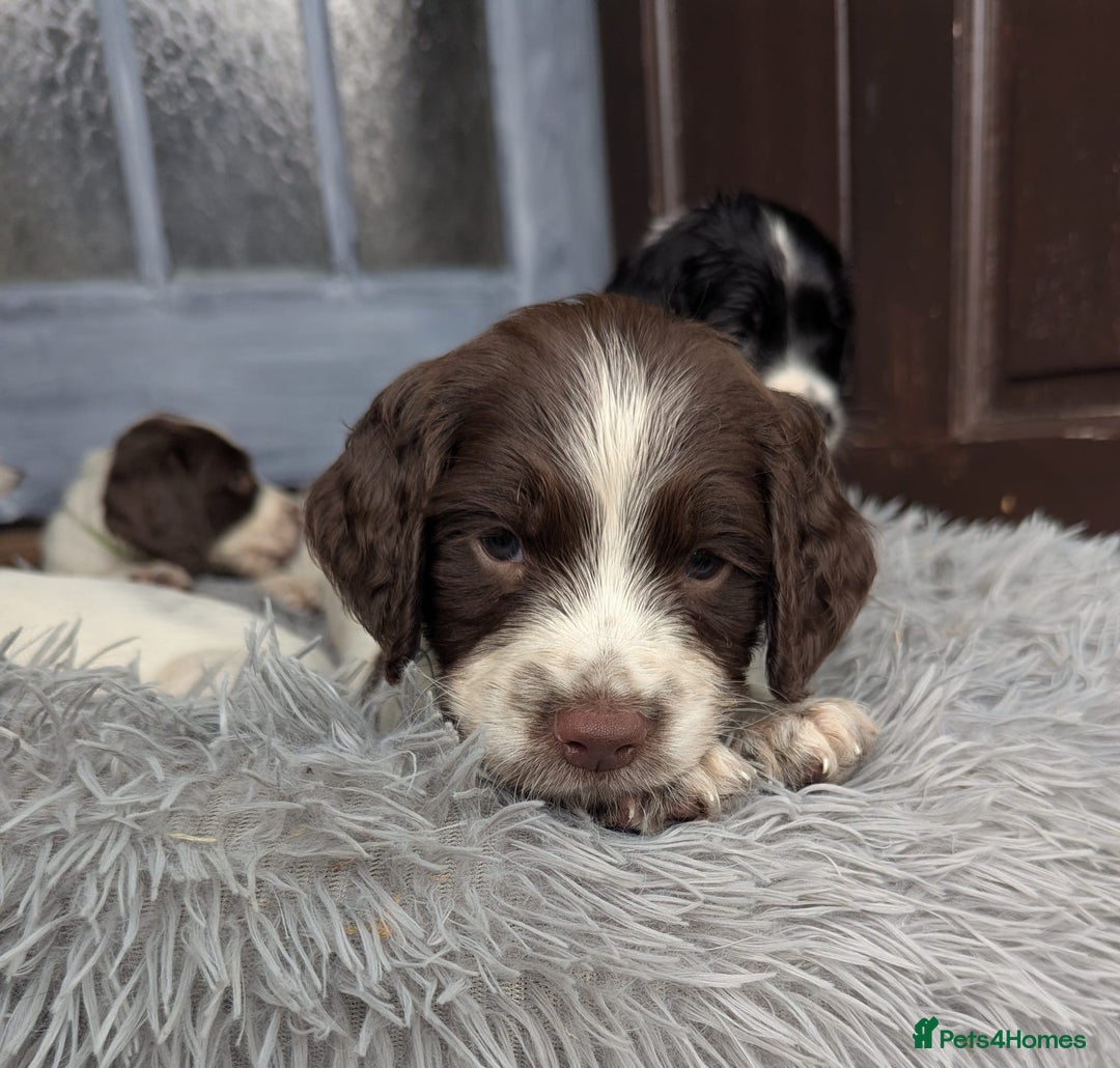English Springer Spaniel dogs for sale: Beautiful  - Image 9